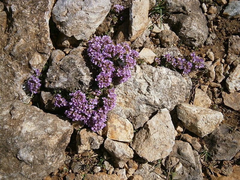 File:Noccaea rotundifolia 001.jpg