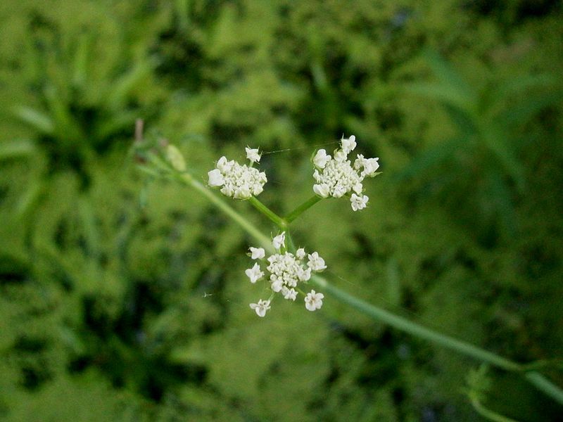 File:Oenanthe fistulosa 002.jpg