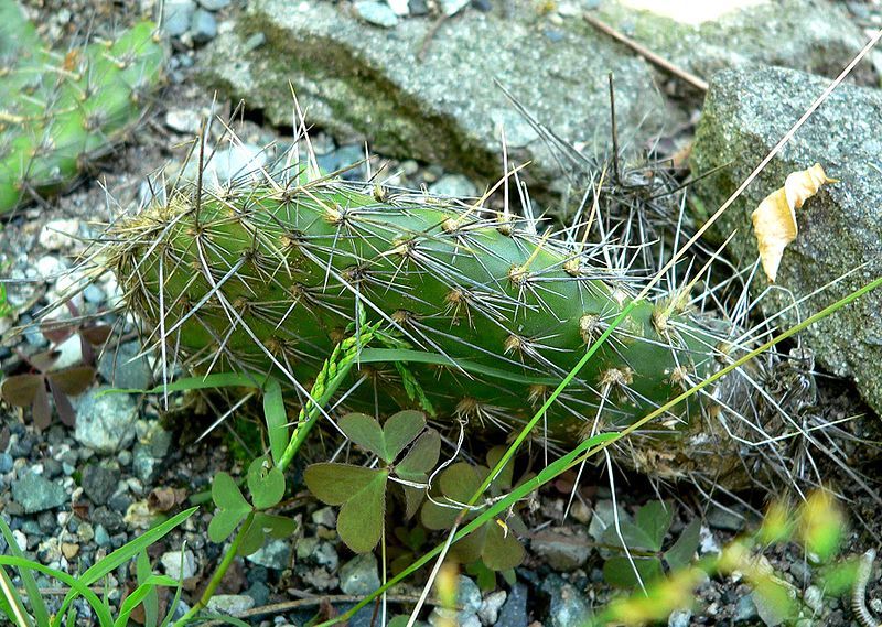 File:Opuntia polyacantha 1.jpg