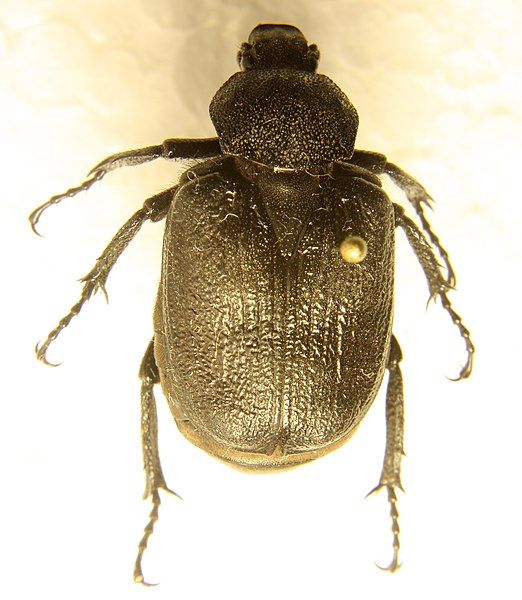 File:Osmoderma scabra qc.JPG