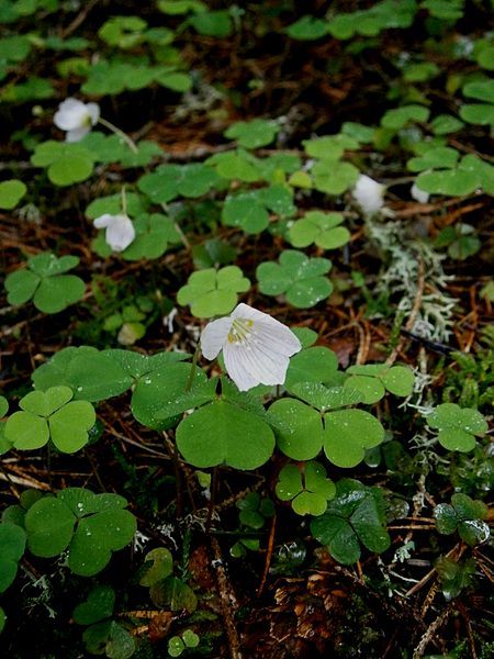 File:Oxalis acetosella03.jpg