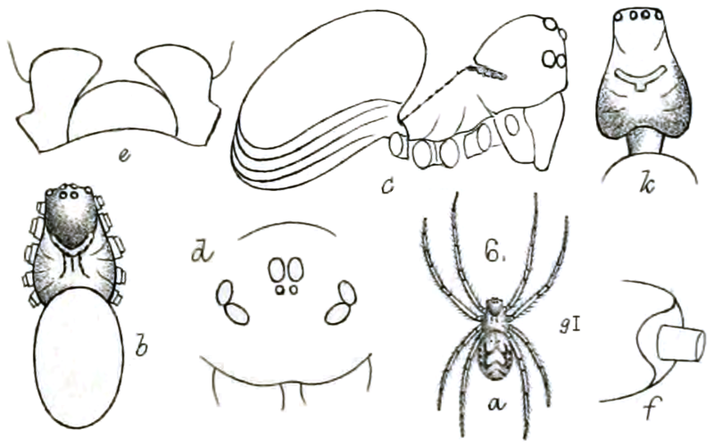 File:PZSL1889Plate02, Chasmocephalon neglectum.png