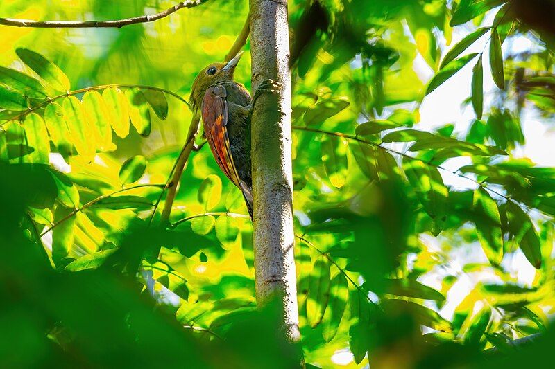 File:Pale-headed Woodpecker 0A2A4742.jpg