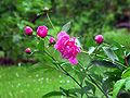 A cultivar of Paeonia lactiflora