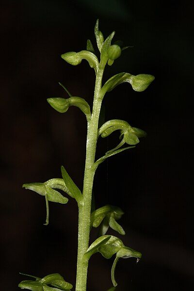 File:Platanthera stricta 1398.JPG