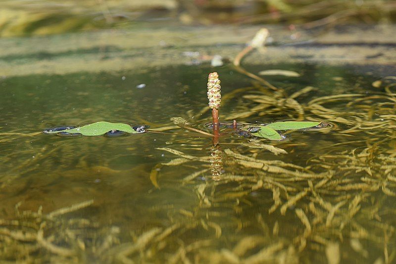 File:Potamogeton gramineus kz05.jpg