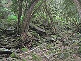 Rainforest by Woolshed Creek