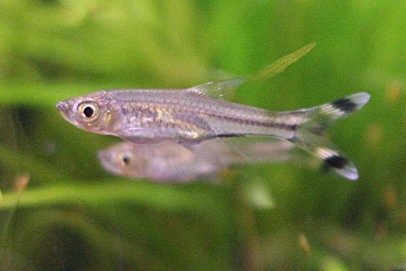 File:Rasbora trilineata.jpg