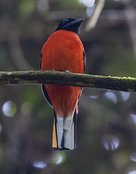 File:Scarlet-rumped Trogon.jpg