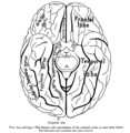 Brain viewed from below. Gyrus rectus seen at anterior centre.