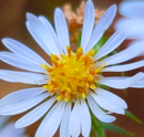 white ray florets and yellow disk florets