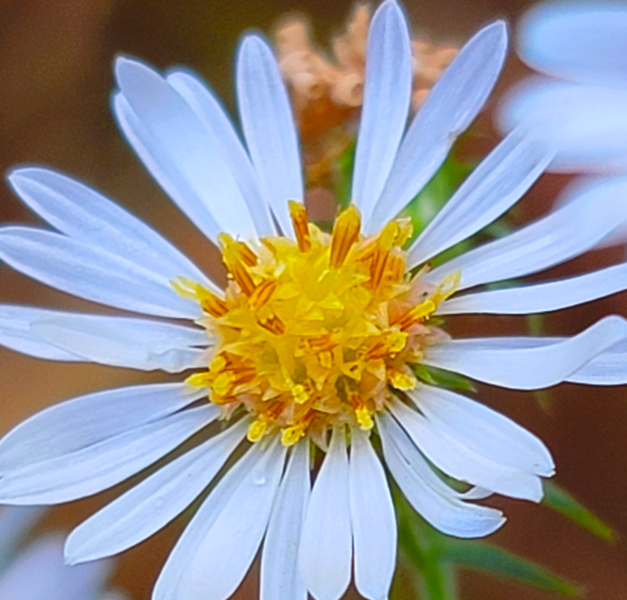 File:Symphyotrichum pilosum 164939625.png