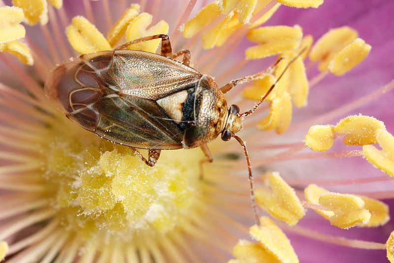 File:Tarnished Plant Bug.jpg