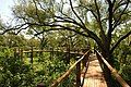 Treetop Boardwalk. All facilities at Mapungubwe National Park are wheelchair-friendly.