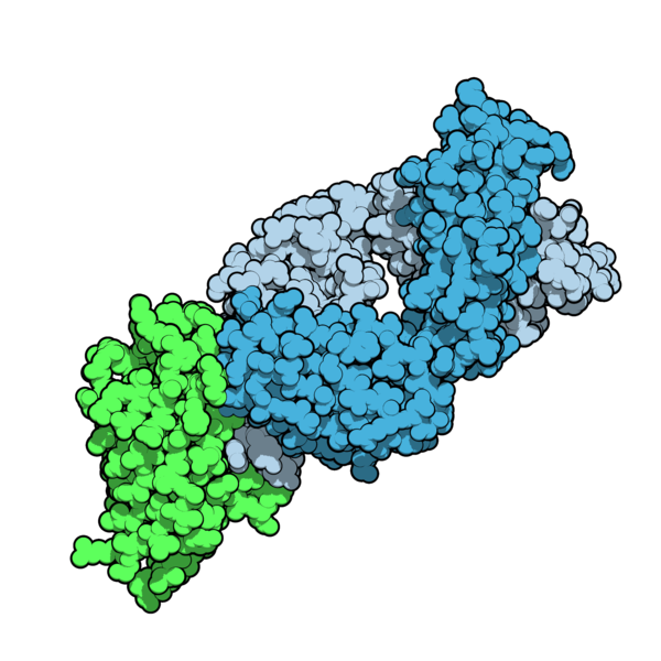 File:Tremelimumab 5GGV.png