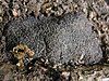 Black truffle (Tuber melanosporum)