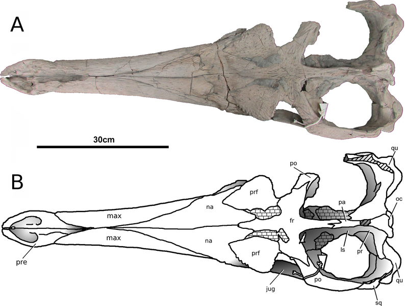 File:Tyrannoneustes lythrodectikos.png