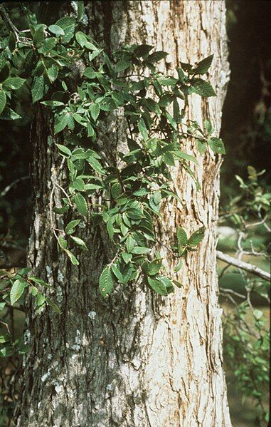 File:Ulmus crassifolia (USDA).jpg