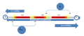 Some base pairs with serve a dual function with promoter and operator for either cl and cro proteins.