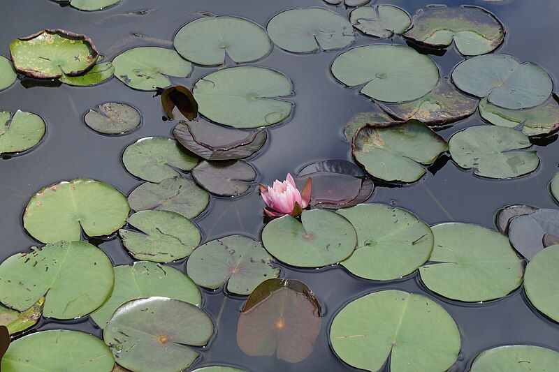 File:Water lily (26065820815).jpg