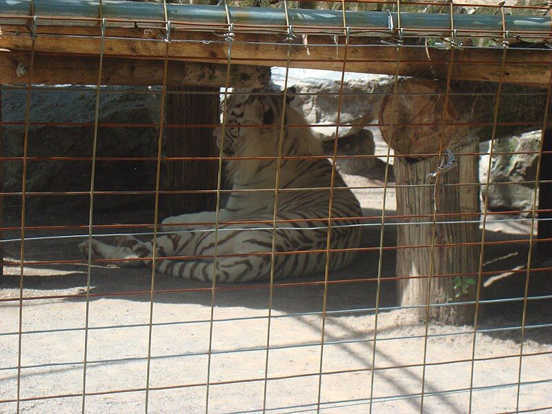 File:WhiteSiberianTiger.jpg