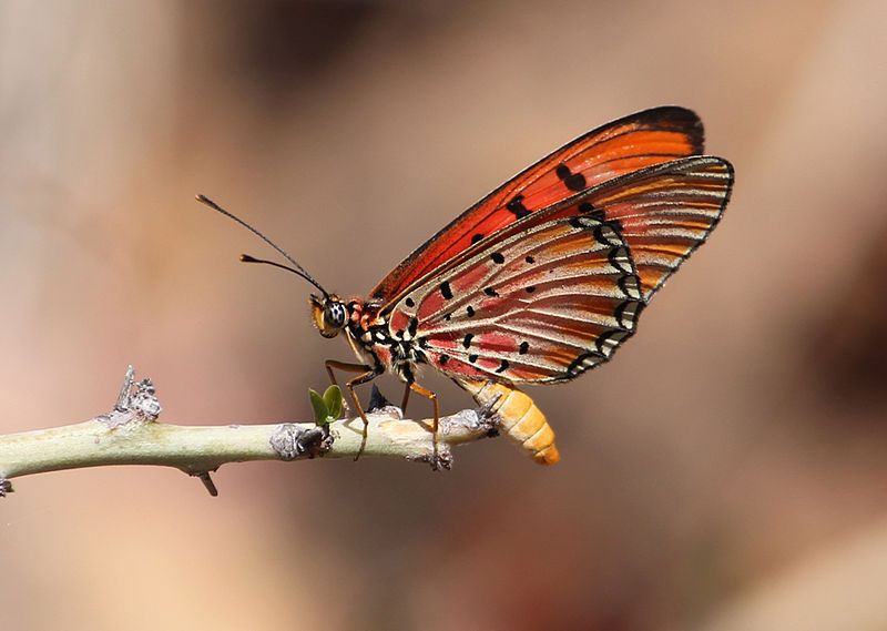 File:Acraea aglaonice.jpg