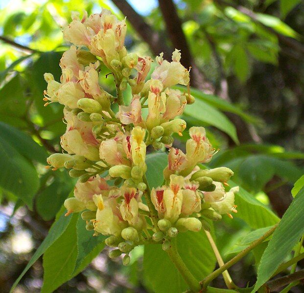 File:Aesculus flava.jpg