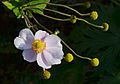 Flower and unripe seedheads in a private garden