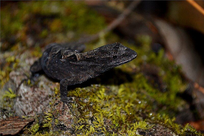 File:Anolis anisolepis 5.jpg