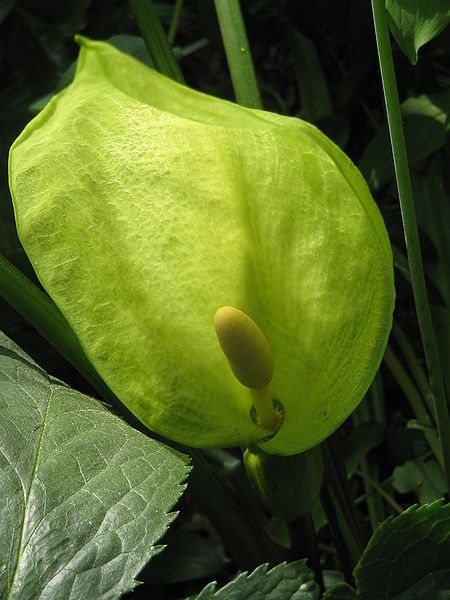 File:Arum italicum close-up1.jpg