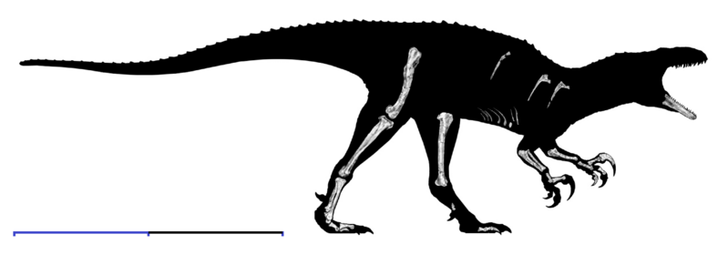 File:Australovenator wintonensis.png