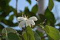 Bauhinia acuminata