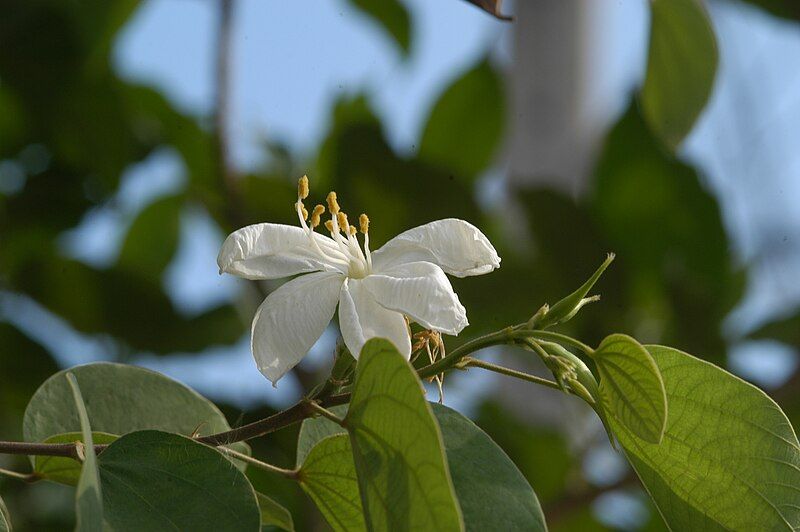 File:Bauhinia acuminata01.JPG