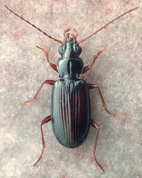 File:Bembidion ozarkense.jpg