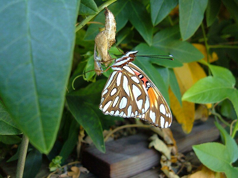 File:Birth Gulf Fritillary.jpg