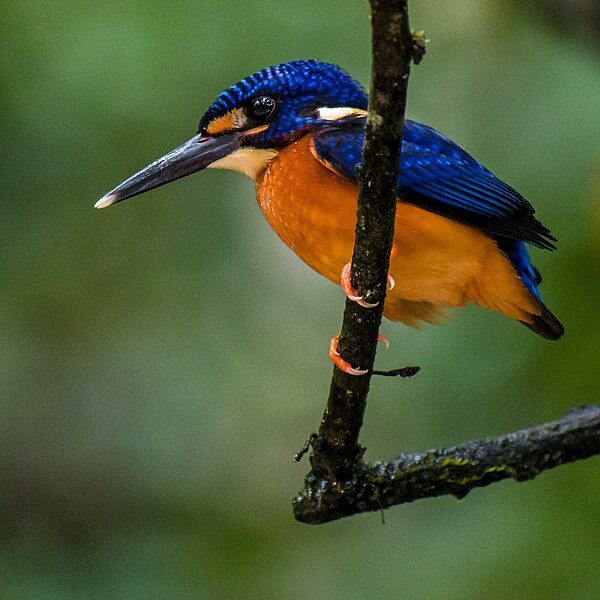 File:Blue-eared Kingfisher (14157552184).jpg