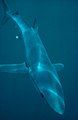 Blue shark (Prionace glauca)