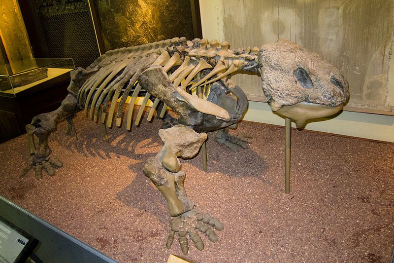 File:Bradysaurus baini.jpg