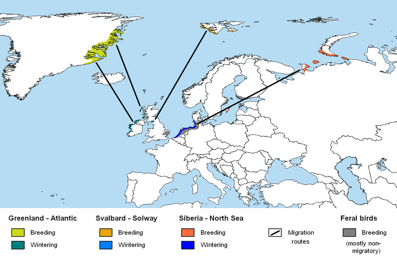 File:Branta leucopsis map.png