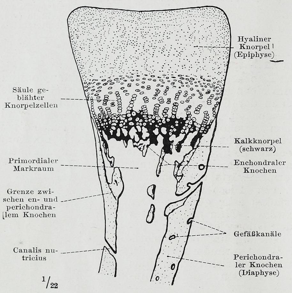 File:Braus 1921 18.png