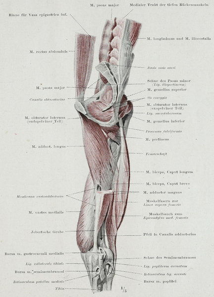 File:Braus 1921 255.png