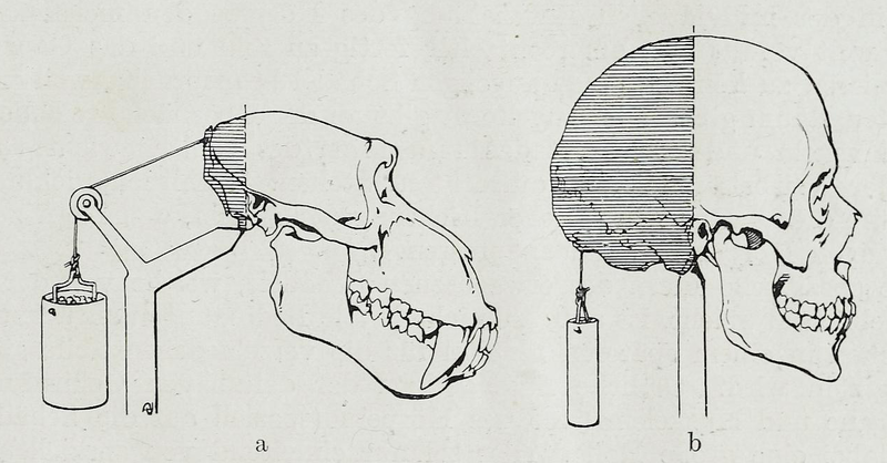 File:Braus 1921 316.png