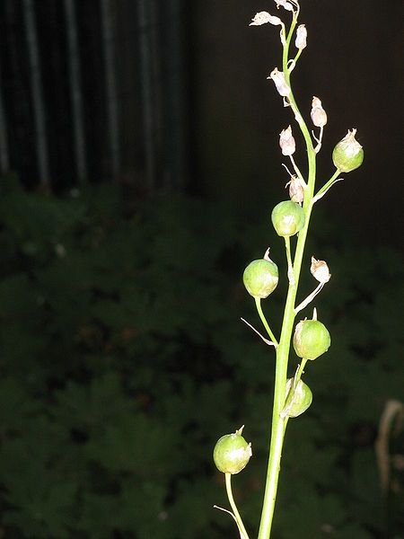 File:Brimeura amethystina fruits.jpg