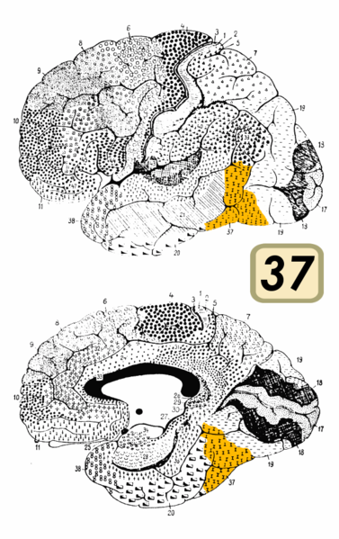 File:Brodmann Cytoarchitectonics 37.png