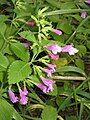 Calamintha grandiflora