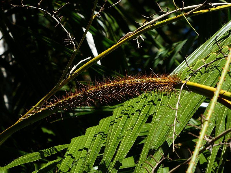 File:Calamus-radicalis-SF21229-06.jpg