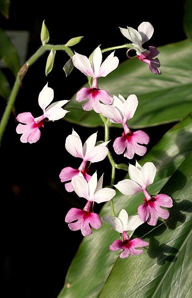 File:Calanthe (12863015364).jpg