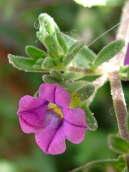 File:Calibrachoa parviflora.jpg