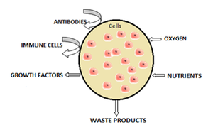 Schematic of cells encapsulated within an artificial membrane.