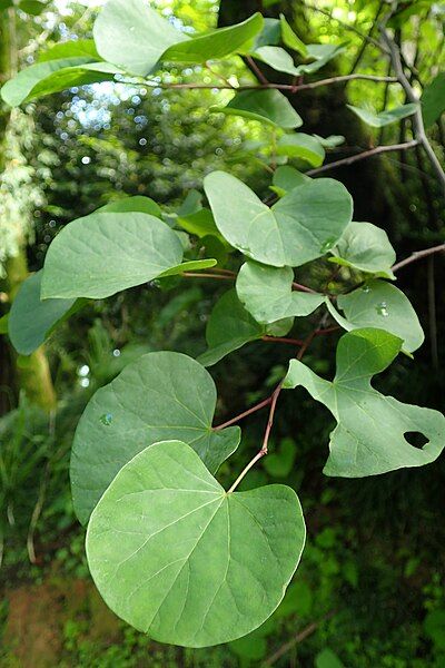 File:Cercis siliquastrum kz1.jpg